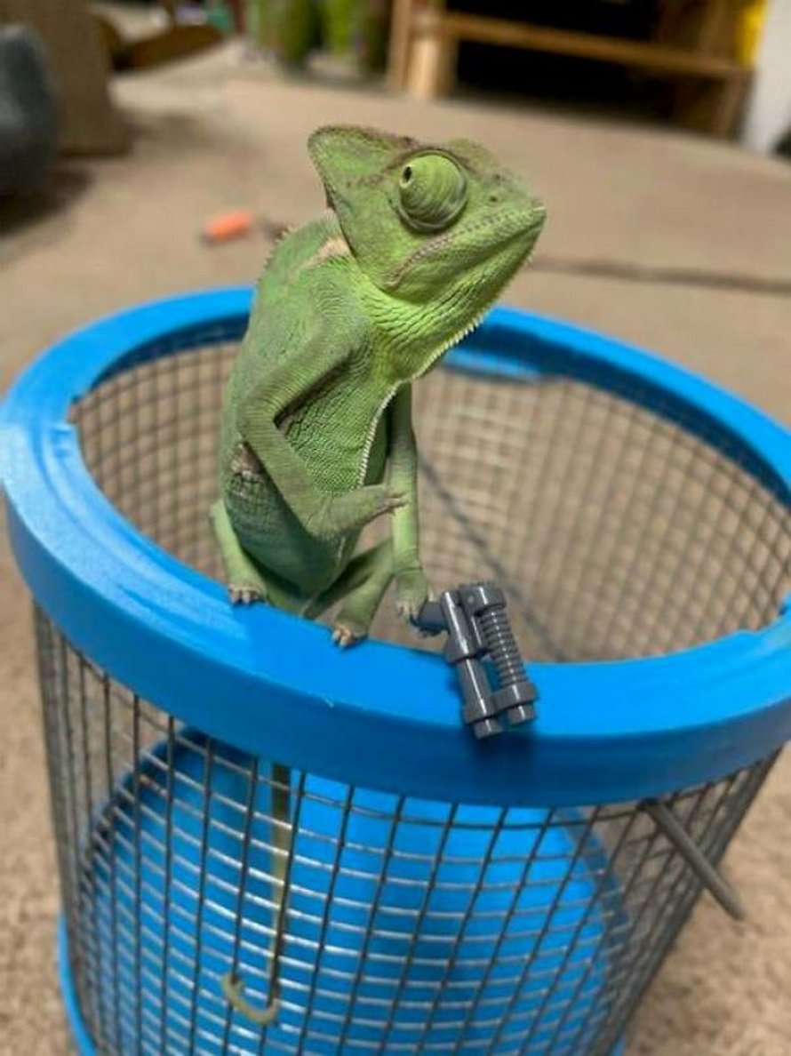 Ce caméléon a la taille parfaite pour les accessoires LEGO et voici les 9 meilleures photos de lui