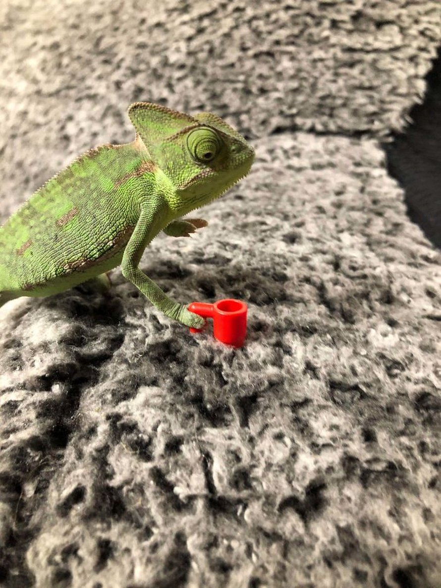 Ce caméléon a la taille parfaite pour les accessoires LEGO et voici les 9 meilleures photos de lui
