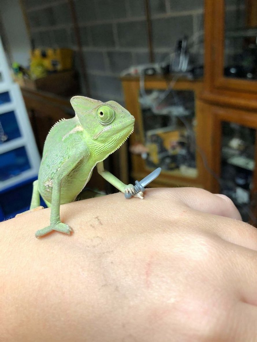 Ce caméléon a la taille parfaite pour les accessoires LEGO et voici les 9 meilleures photos de lui