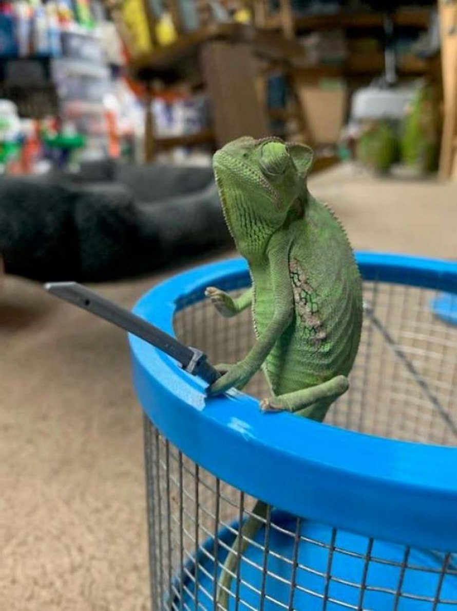 Ce caméléon a la taille parfaite pour les accessoires LEGO et voici les 9 meilleures photos de lui