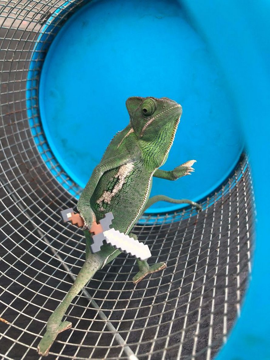 Ce caméléon a la taille parfaite pour les accessoires LEGO et voici les 9 meilleures photos de lui