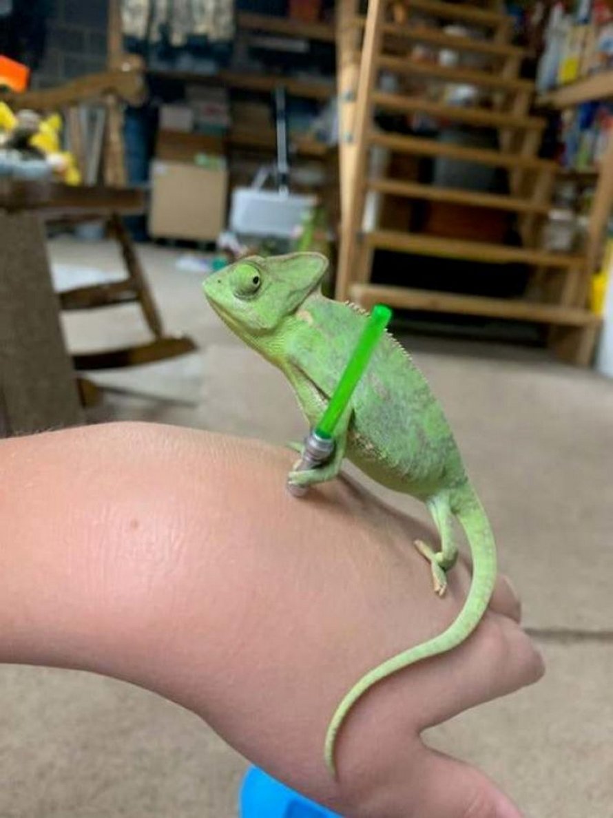 Ce caméléon a la taille parfaite pour les accessoires LEGO et voici les 9 meilleures photos de lui