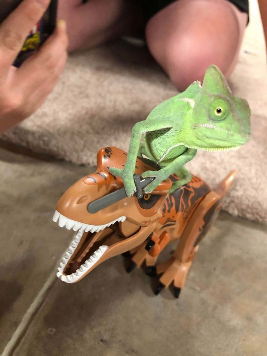 Ce caméléon a la taille parfaite pour les accessoires LEGO et voici les 9 meilleures photos de lui
