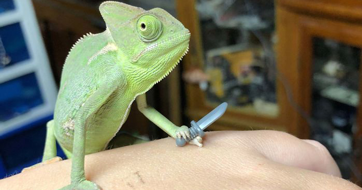 Ce caméléon a la taille parfaite pour les accessoires LEGO et voici les 9 meilleures photos de lui