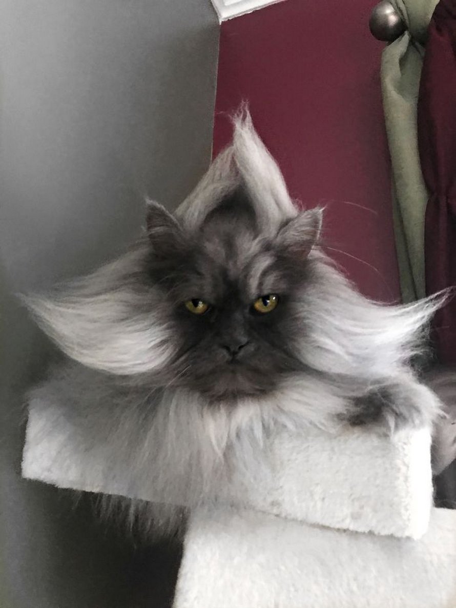 Voici Juno, le chat qui a une plus belle chevelure que nous tous ! By Ipnoze.com Chat-pelage-magnifique-004