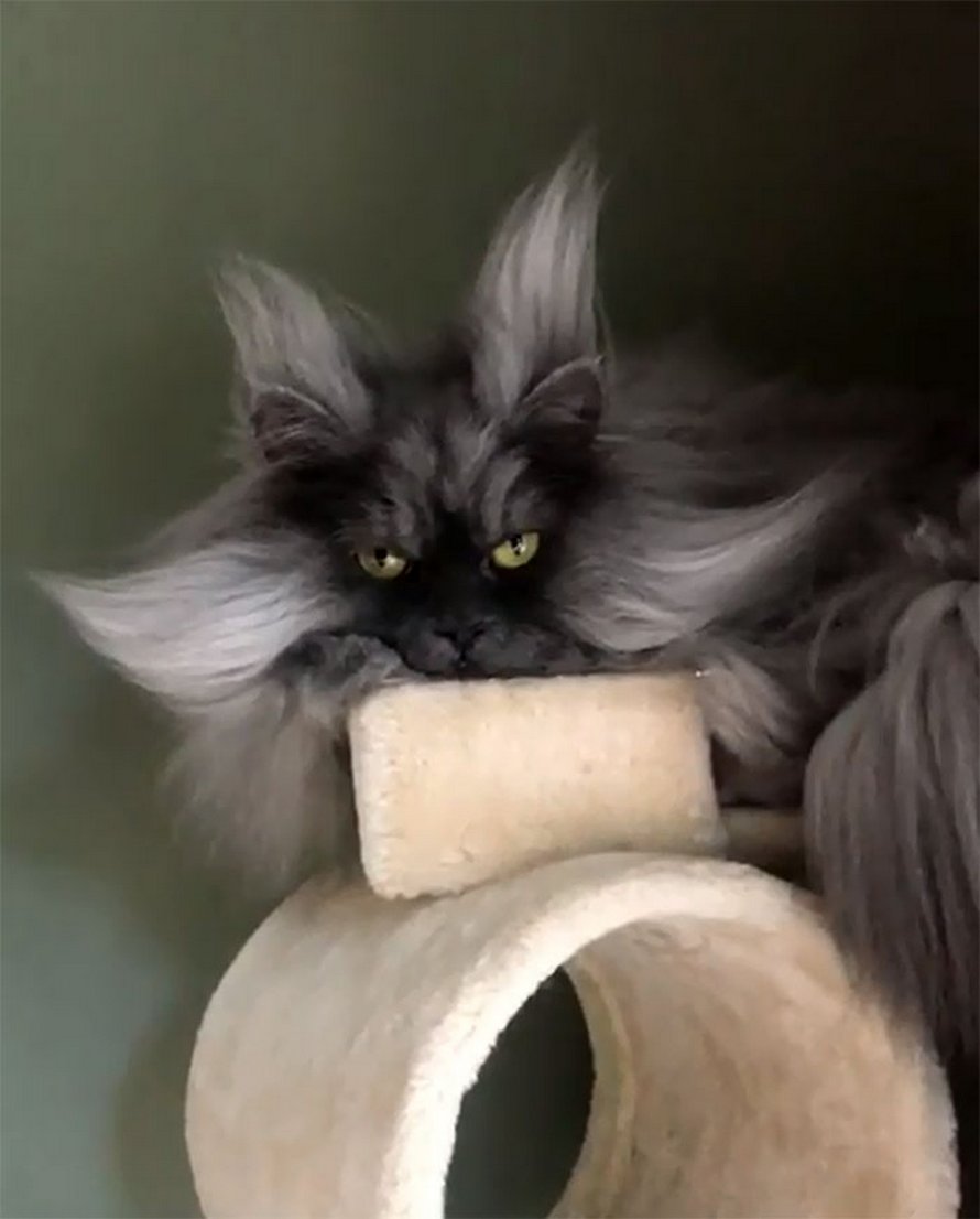 Voici Juno, le chat qui a une plus belle chevelure que nous tous ! By Ipnoze.com Chat-pelage-magnifique-006