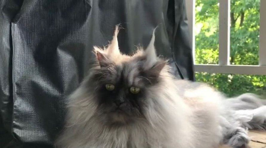 Voici Juno, le chat qui a une plus belle chevelure que nous tous ! By Ipnoze.com Chat-pelage-magnifique-008