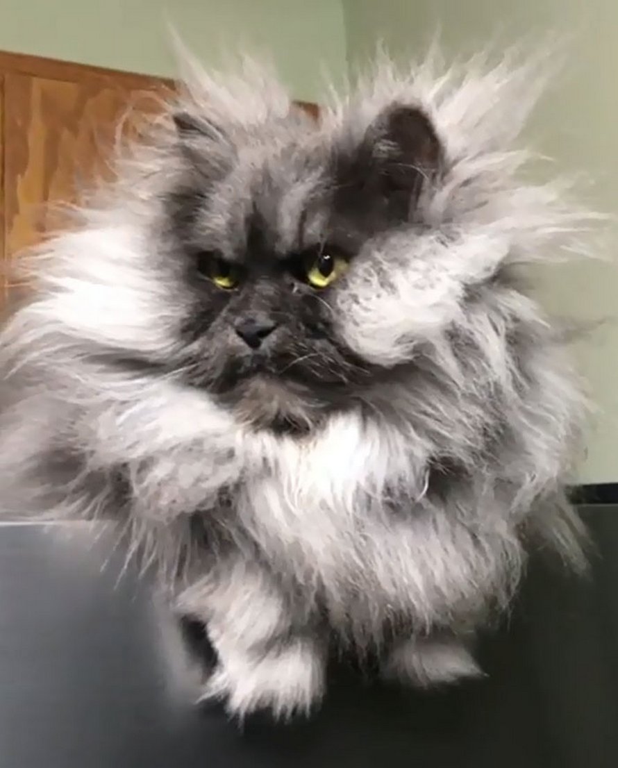 Гималайский кот Джуно