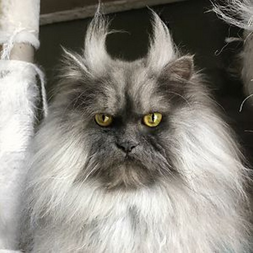 Voici Juno, le chat qui a une plus belle chevelure que nous tous ! By Ipnoze.com Chat-pelage-magnifique-015