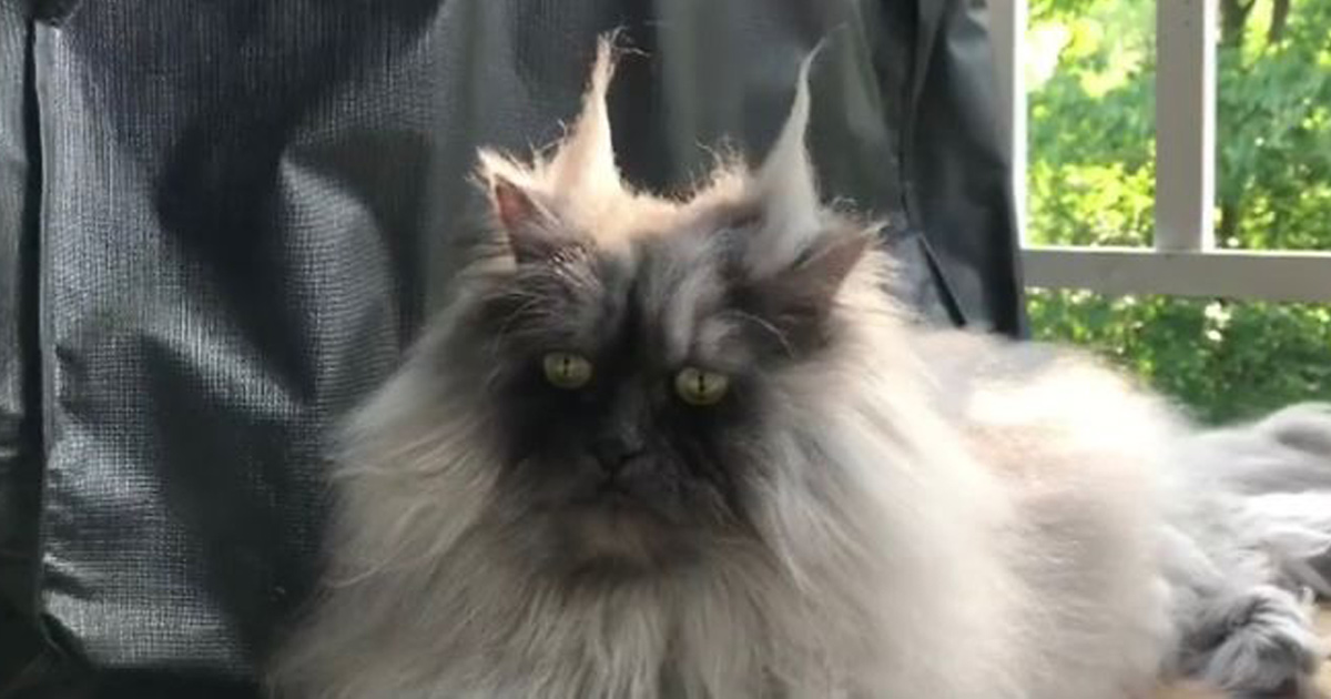 Voici Juno, le chat qui a une plus belle chevelure que nous tous ! By Ipnoze.com Chat-pelage-magnifique