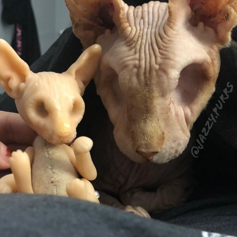 Voici d’adorables photos de Jasper le célèbre chat sans yeux