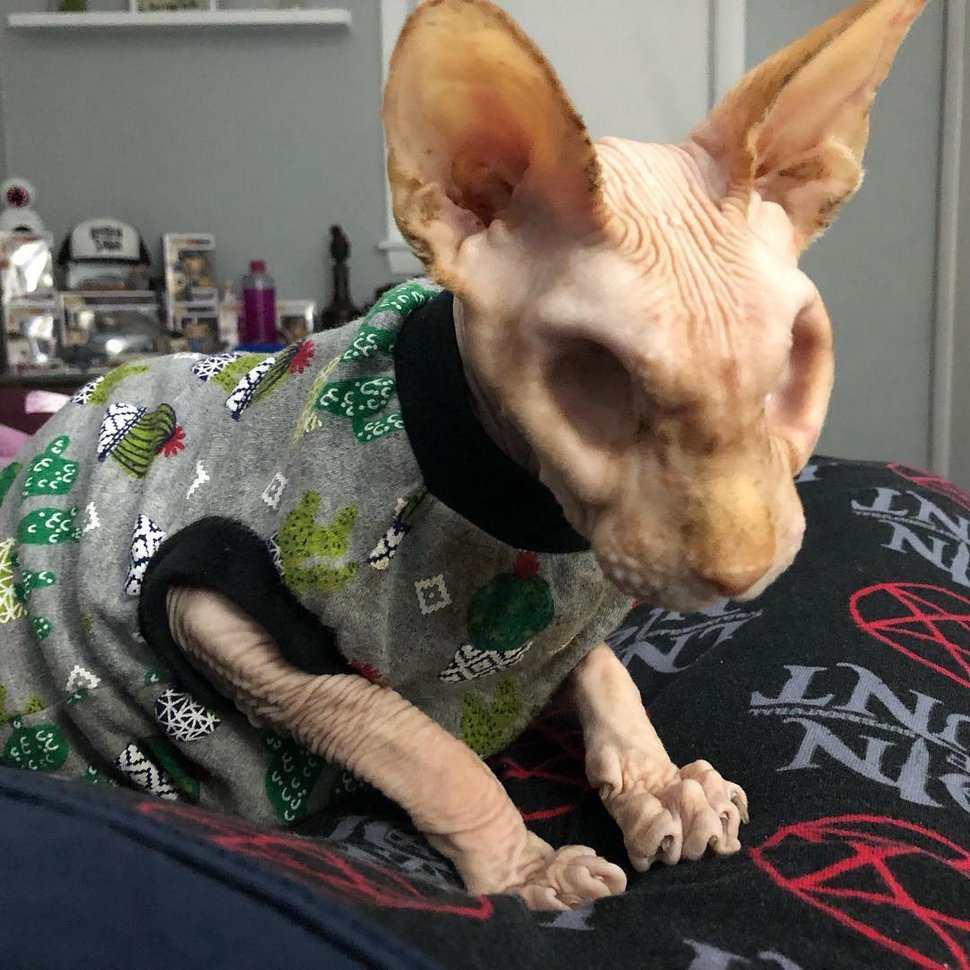Voici d’adorables photos de Jasper le célèbre chat sans yeux