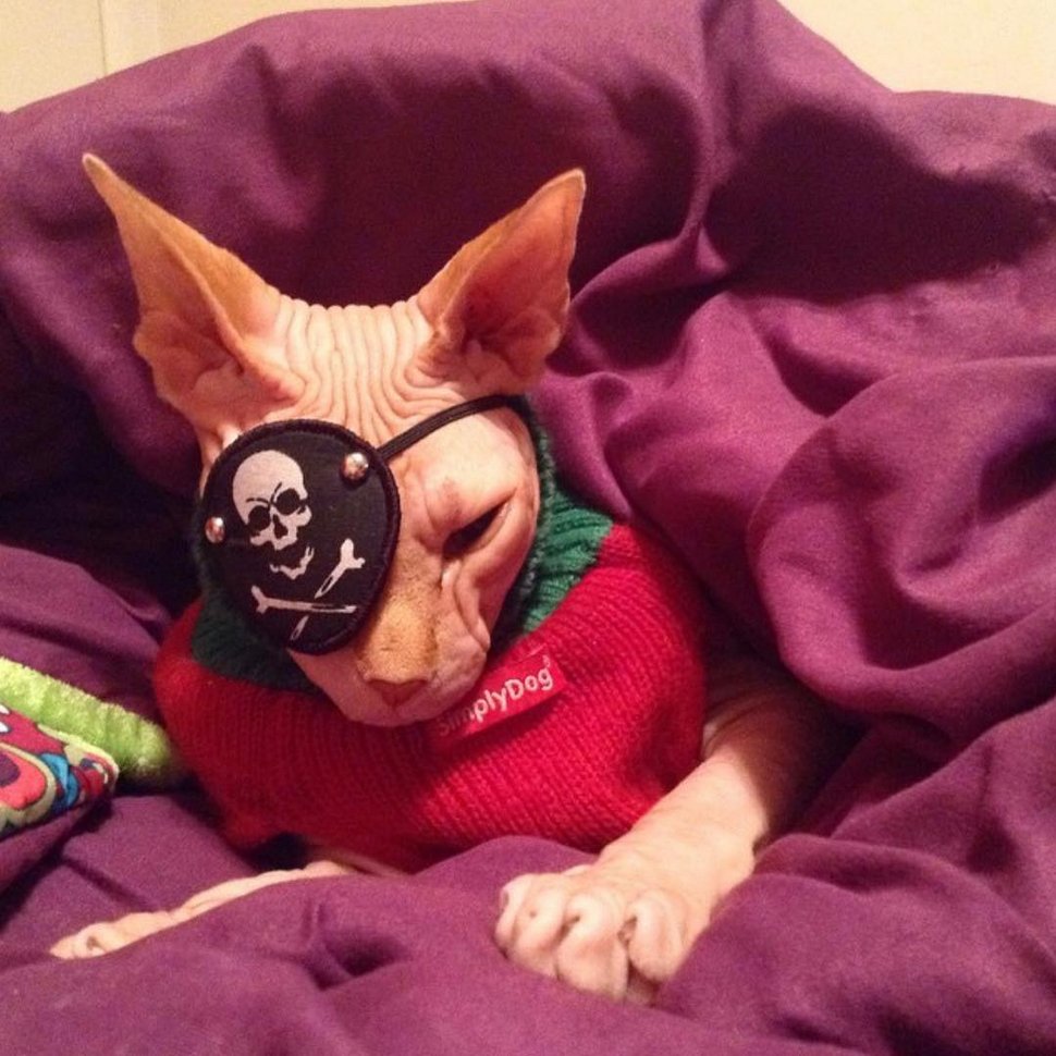 Voici d’adorables photos de Jasper le célèbre chat sans yeux