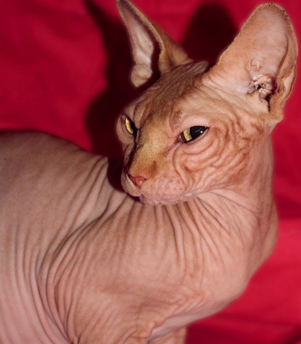 Voici d’adorables photos de Jasper le célèbre chat sans yeux