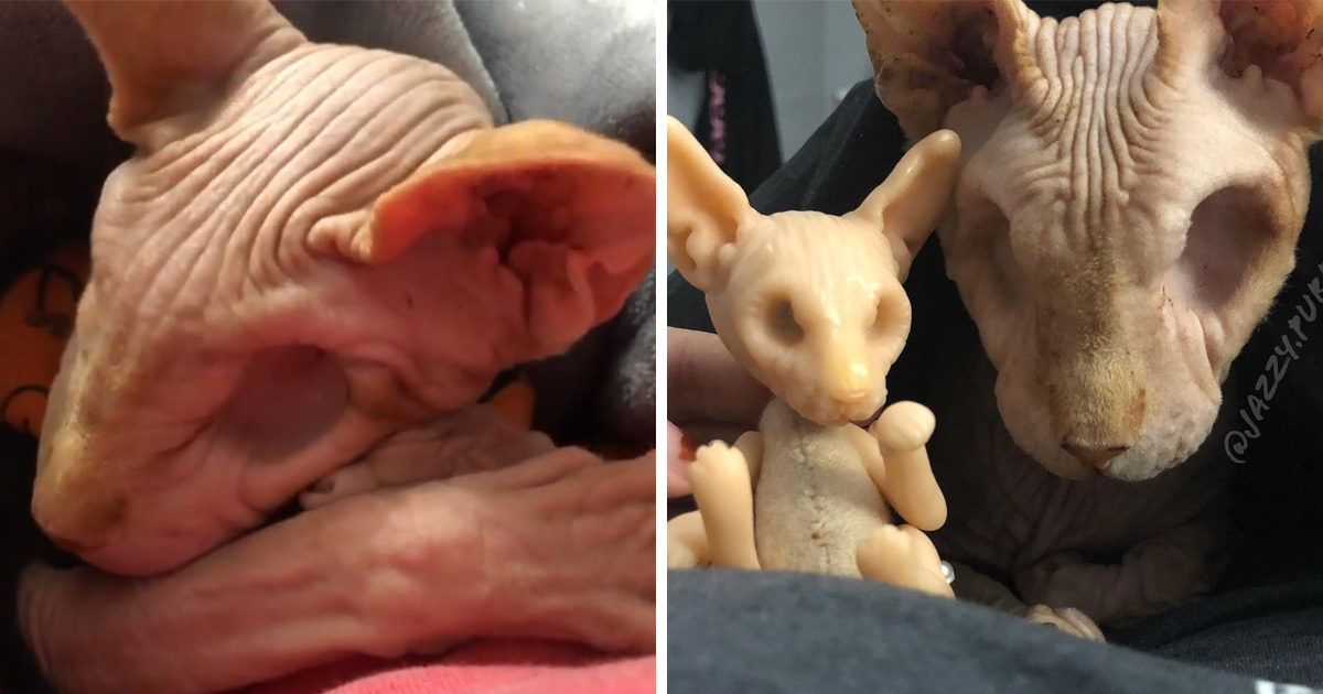 Voici D Adorables Photos De Jasper Le Celebre Chat Sans Yeux Ipnoze