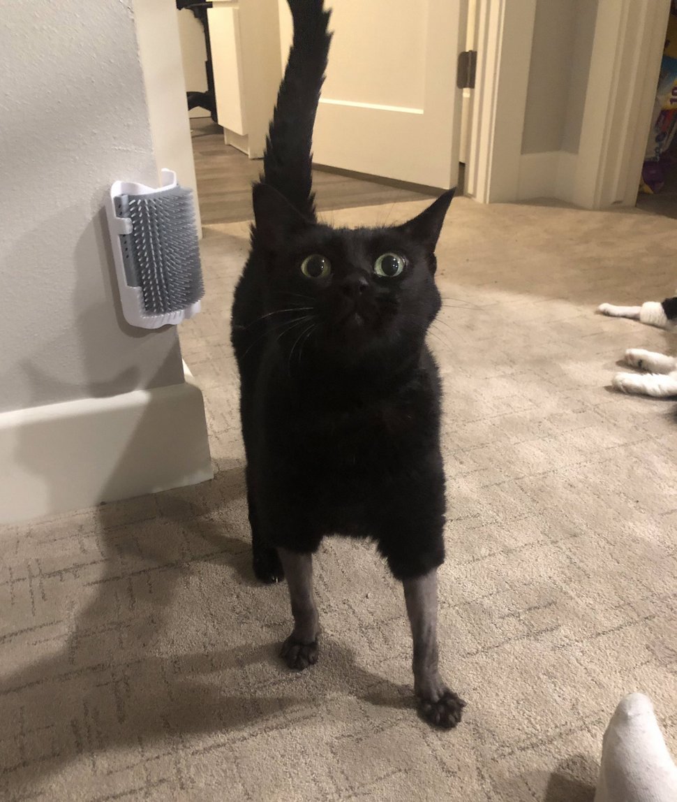 Ces Chats Ont Eu De Droles De Coupes Chez Le Veterinaire Pour Une Operation Ipnoze Ces Chats Ont Eu De Droles De Coupes Chez Le Veterinaire Pour Une Operation Ipnoze