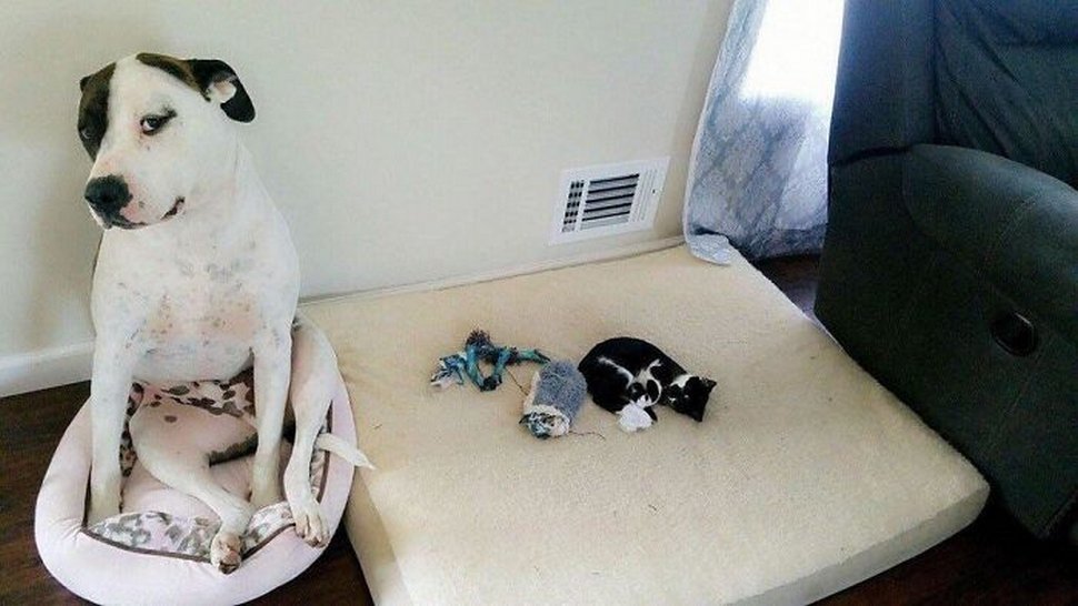 Ces photos hilarantes montrent des chats qui font les cons avec des chiens