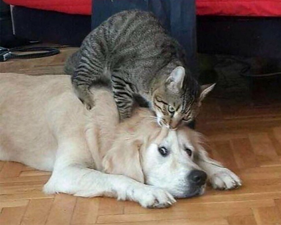 Ces photos hilarantes montrent des chats qui font les cons avec des chiens