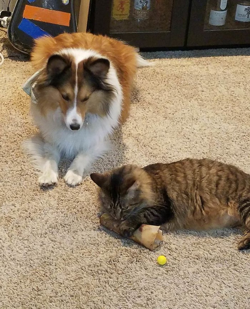 Ces photos hilarantes montrent des chats qui font les cons avec des chiens