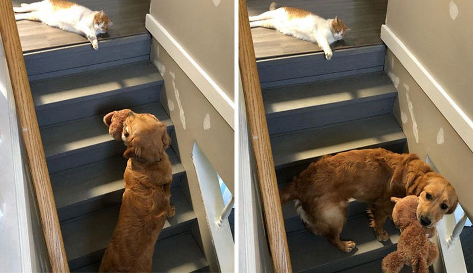 Ces photos hilarantes montrent des chats qui font les cons avec des chiens