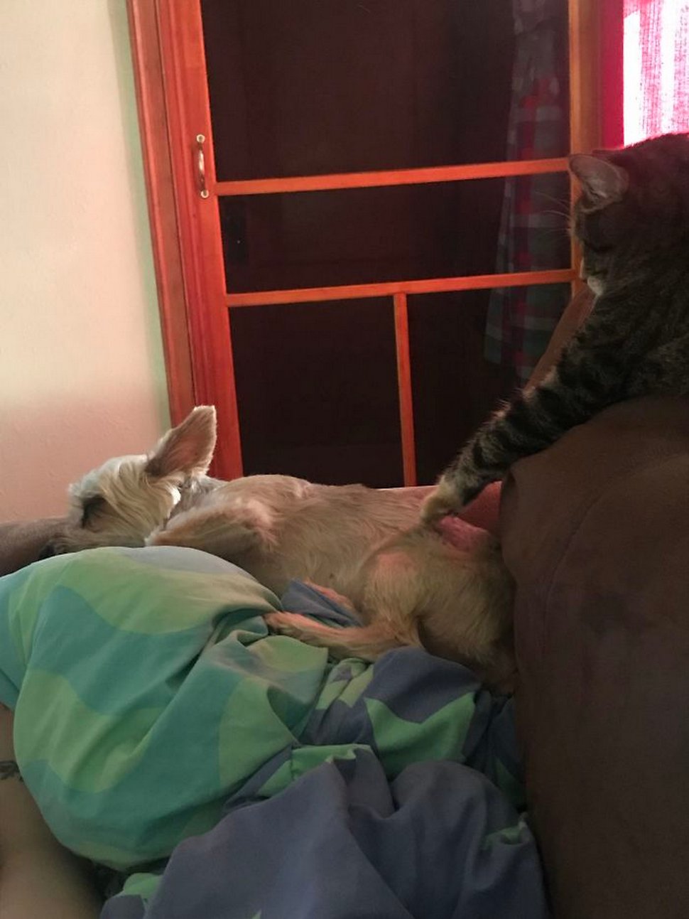 Ces photos hilarantes montrent des chats qui font les cons avec des chiens