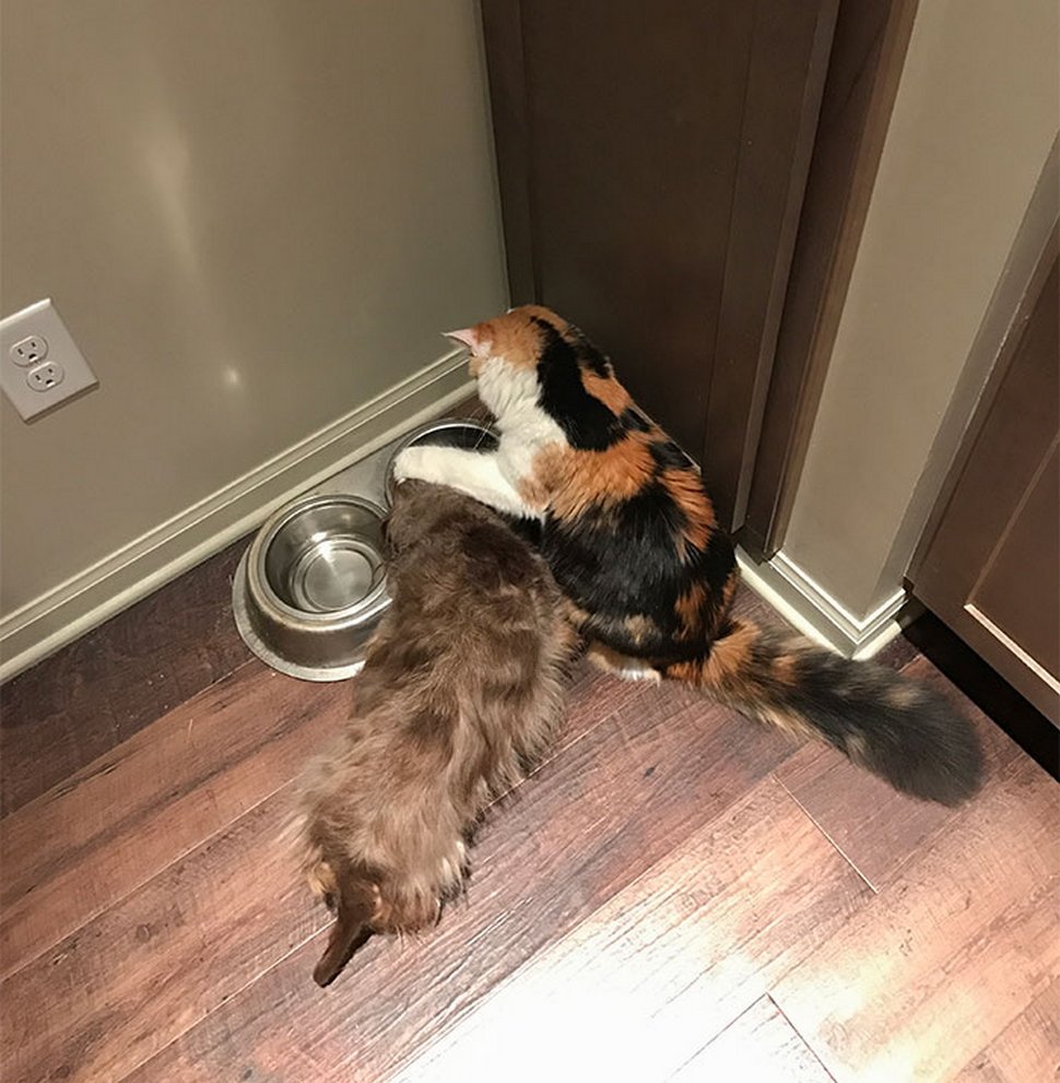 Ces photos hilarantes montrent des chats qui font les cons avec des chiens