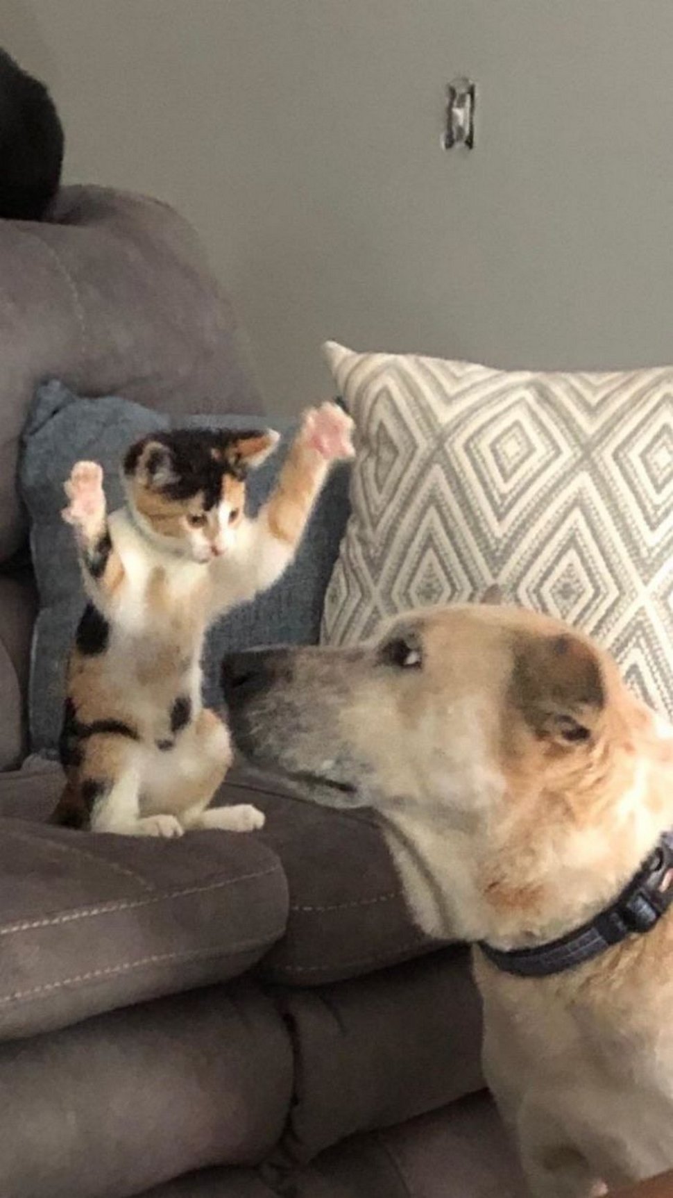Ces photos hilarantes montrent des chats qui font les cons avec des chiens