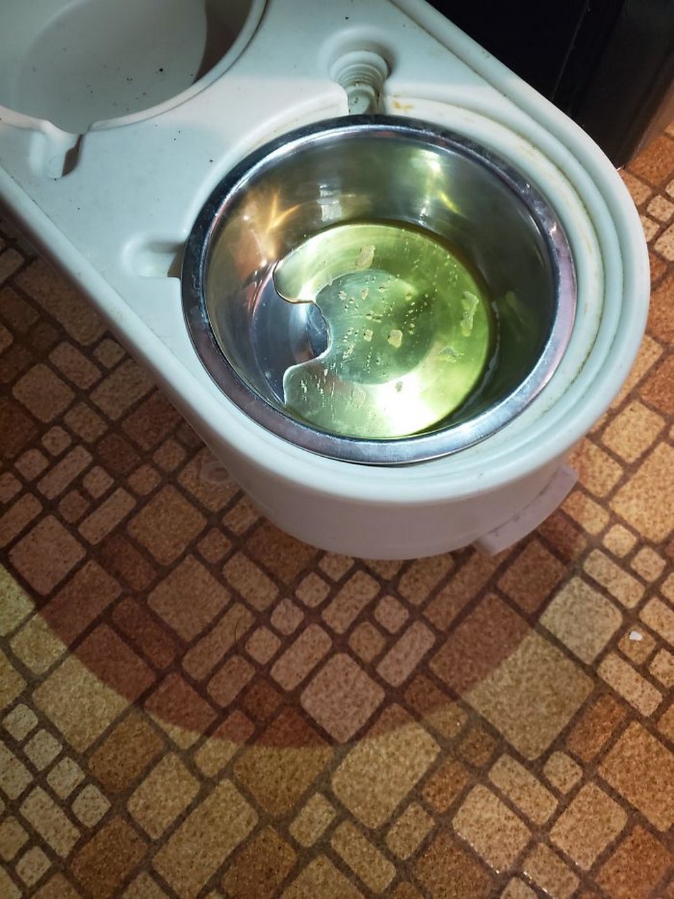 Ces photos hilarantes montrent des chats qui font les cons avec des chiens