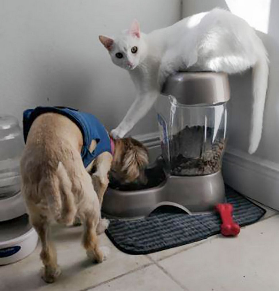 Ces photos hilarantes montrent des chats qui font les cons avec des chiens