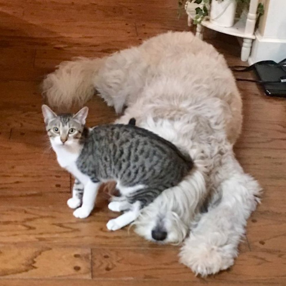 Ces photos hilarantes montrent des chats qui font les cons avec des chiens