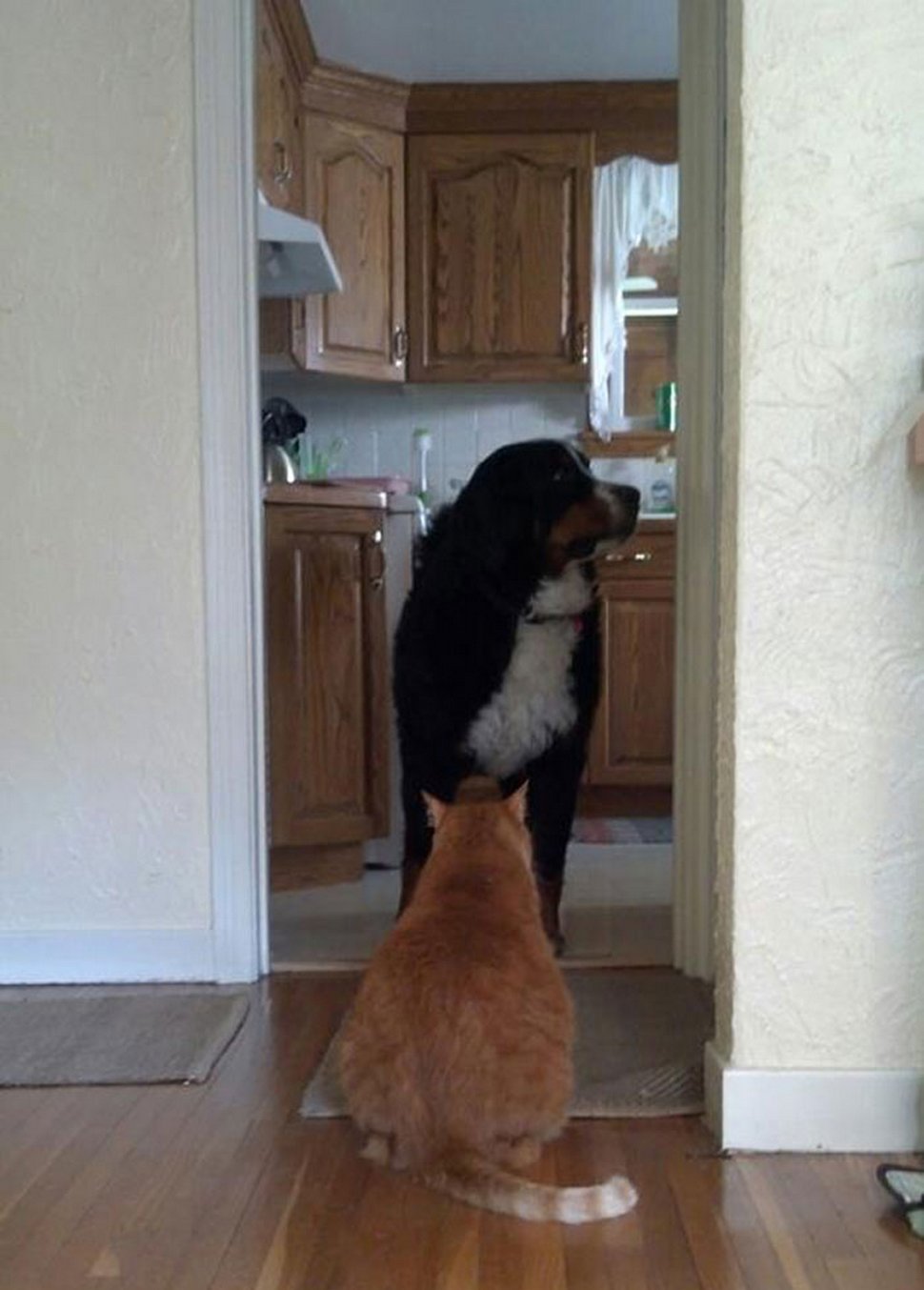 Ces photos hilarantes montrent des chats qui font les cons avec des chiens