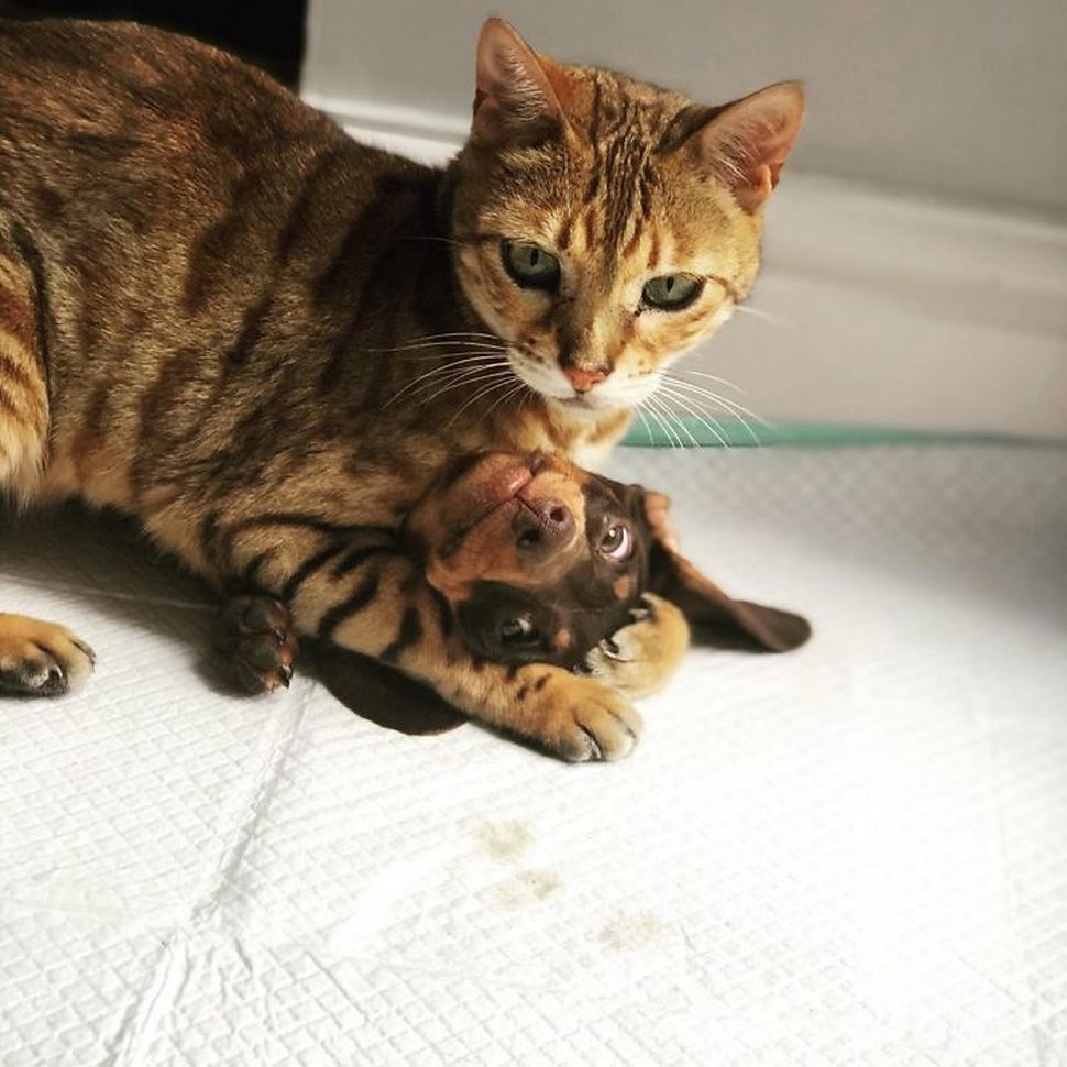 Ces photos hilarantes montrent des chats qui font les cons avec des chiens