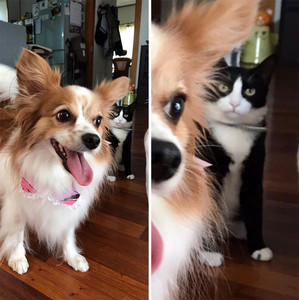 Ces photos hilarantes montrent des chats qui font les cons avec des chiens