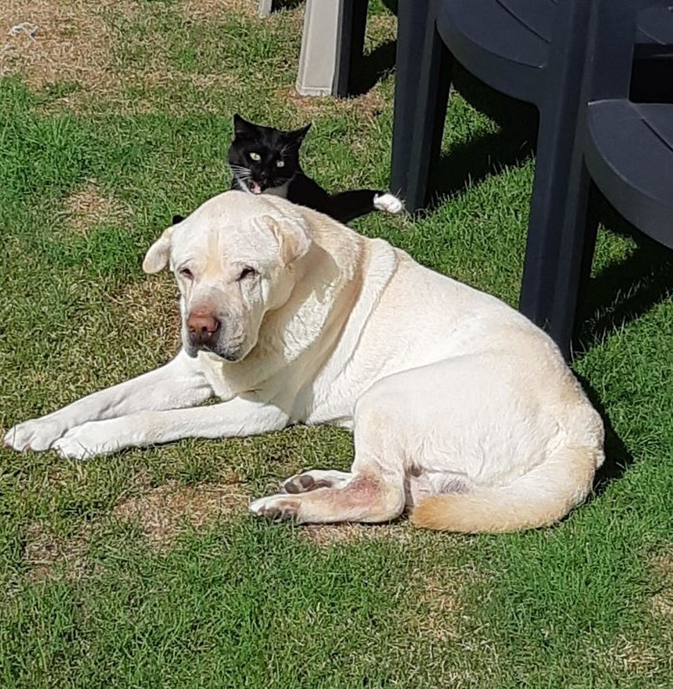 Ces photos hilarantes montrent des chats qui font les cons avec des chiens