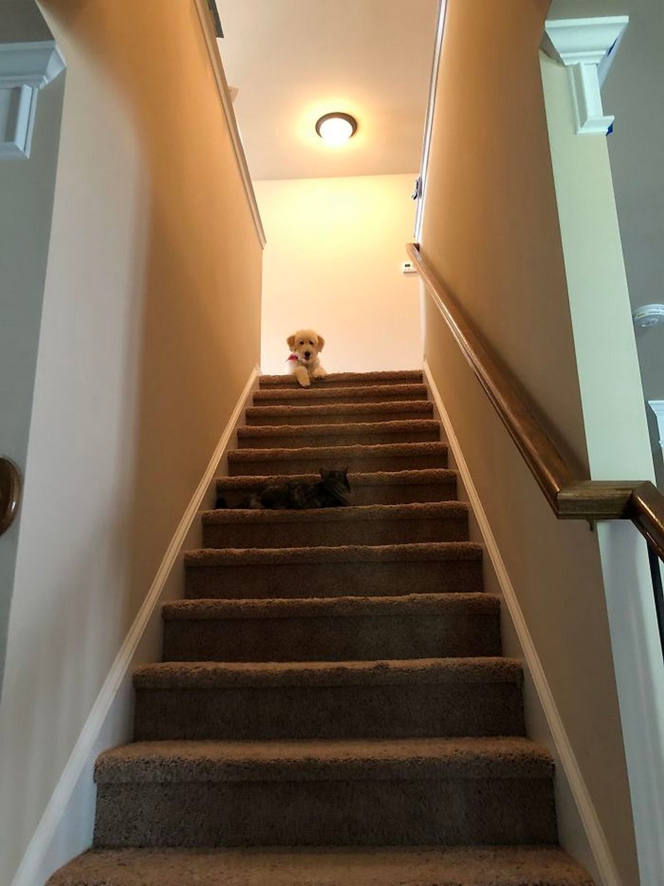 Ces photos hilarantes montrent des chats qui font les cons avec des chiens
