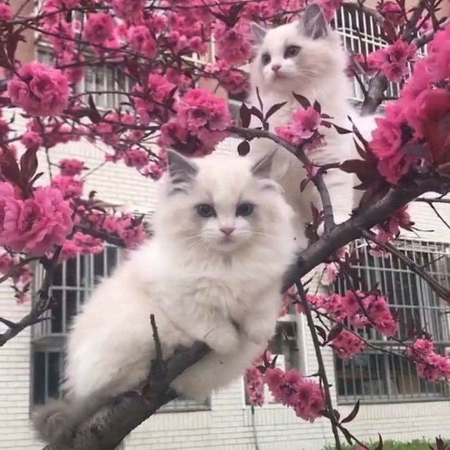 Ces oiseaux ressemblent étrangement à des chats