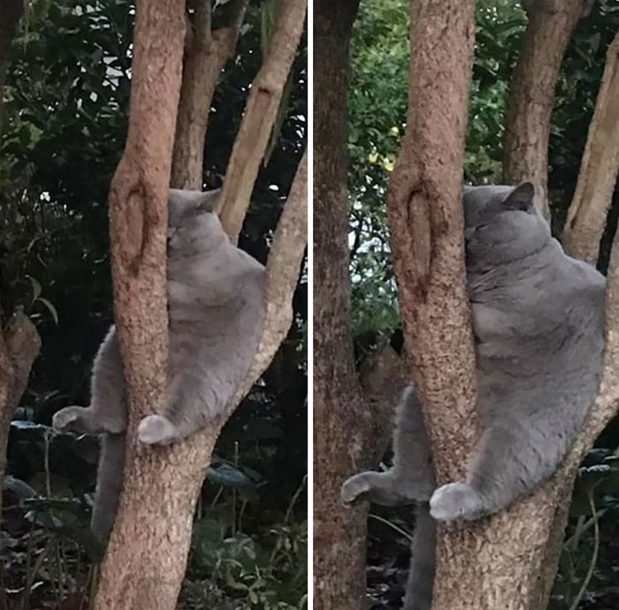 Ces Oiseaux Ressemblent Etrangement A Des Chats Ipnoze