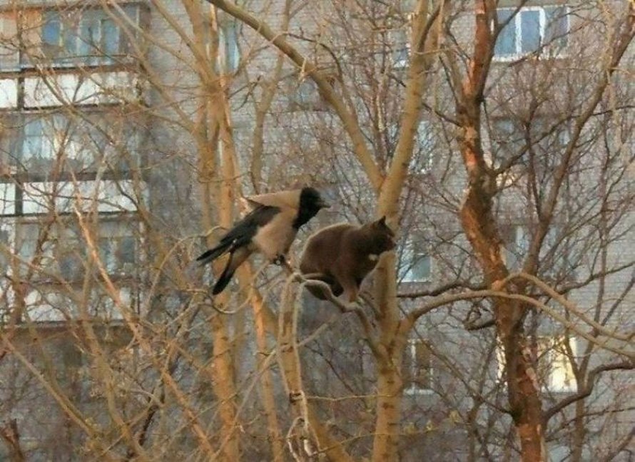 Ces oiseaux ressemblent étrangement à des chats