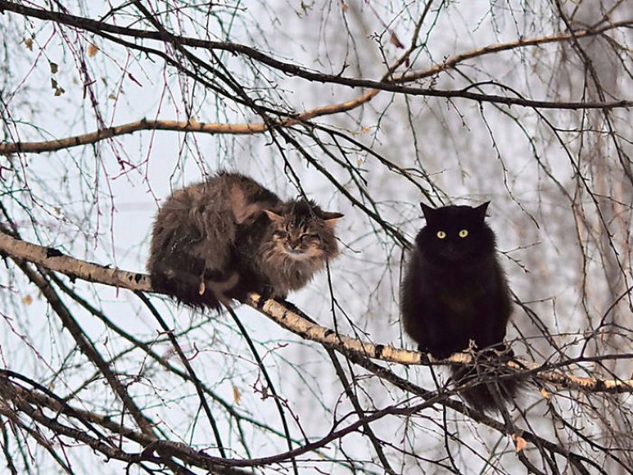 Ces oiseaux ressemblent étrangement à des chats ! By Ipnoze.com Chats-perches-dans-arbres-comme-oiseaux-04