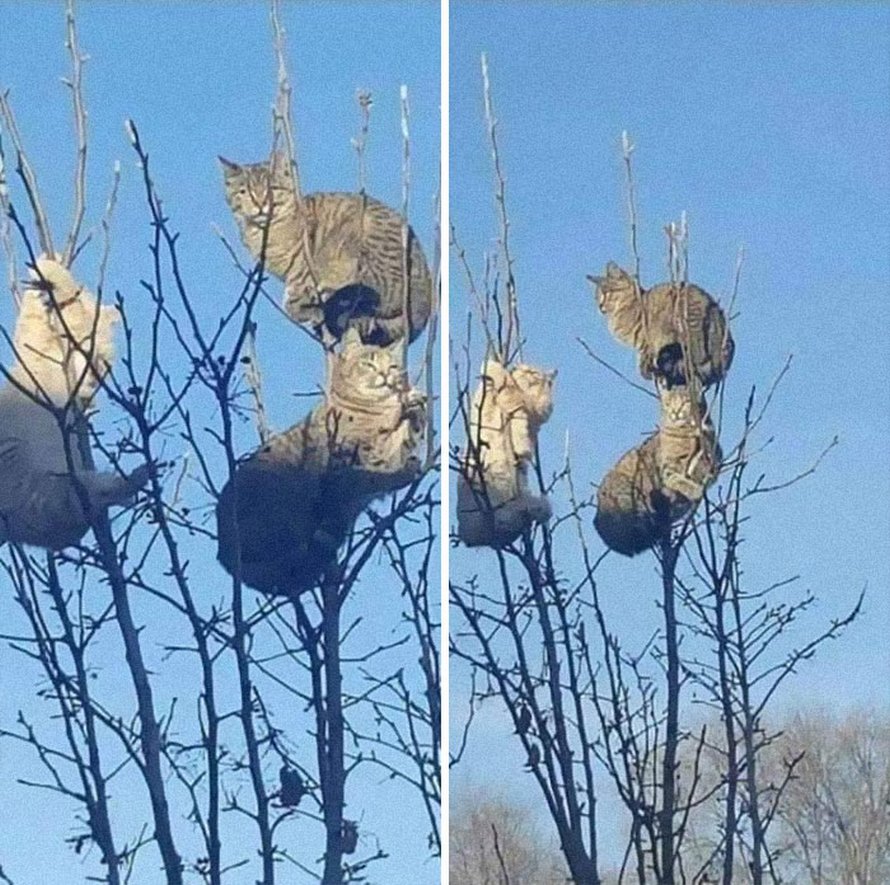 Ces oiseaux ressemblent étrangement à des chats ! By Ipnoze.com Chats-perches-dans-arbres-comme-oiseaux-05