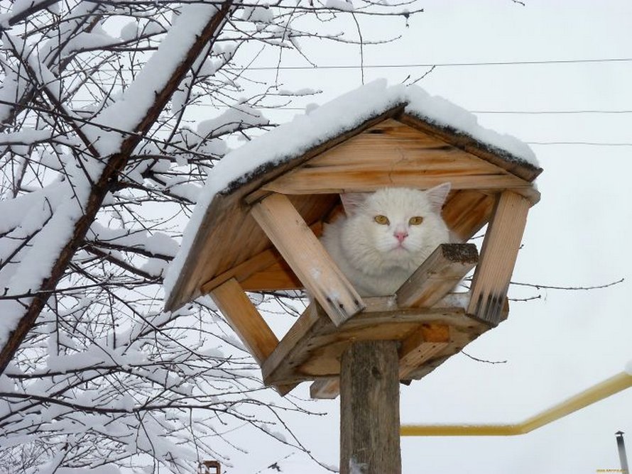 Ces oiseaux ressemblent étrangement à des chats ! By Ipnoze.com Chats-perches-dans-arbres-comme-oiseaux-06