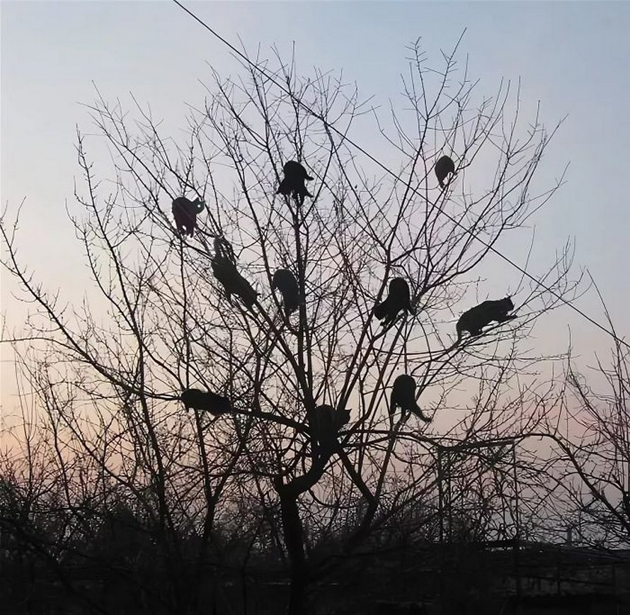 Ces oiseaux ressemblent étrangement à des chats