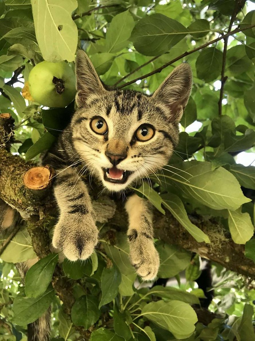 Ces oiseaux ressemblent étrangement à des chats ! By Ipnoze.com Chats-perches-dans-arbres-comme-oiseaux-08