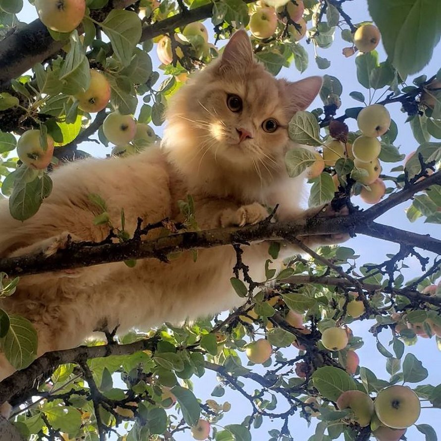 Ces oiseaux ressemblent étrangement à des chats