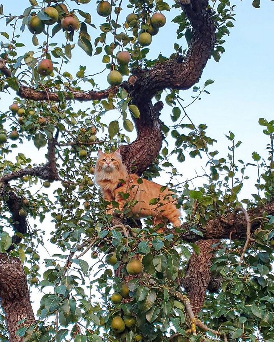 Ces oiseaux ressemblent étrangement à des chats ! By Ipnoze.com Chats-perches-dans-arbres-comme-oiseaux-10