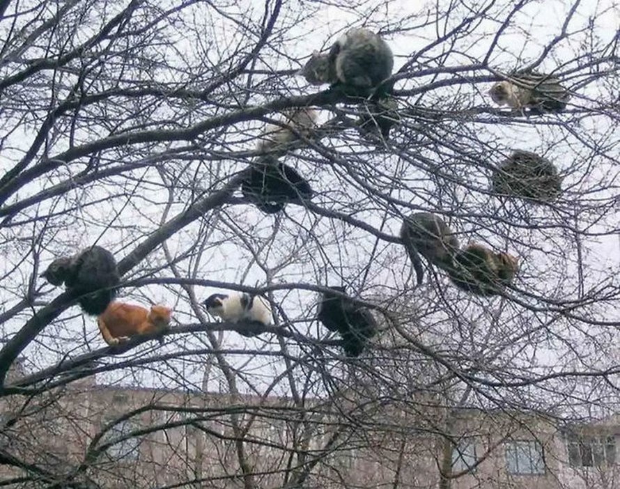 Ces oiseaux ressemblent étrangement à des chats