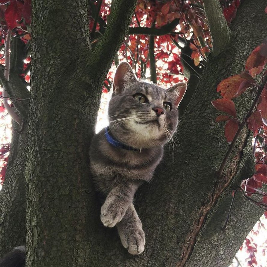 Ces oiseaux ressemblent étrangement à des chats ! By Ipnoze.com Chats-perches-dans-arbres-comme-oiseaux-12