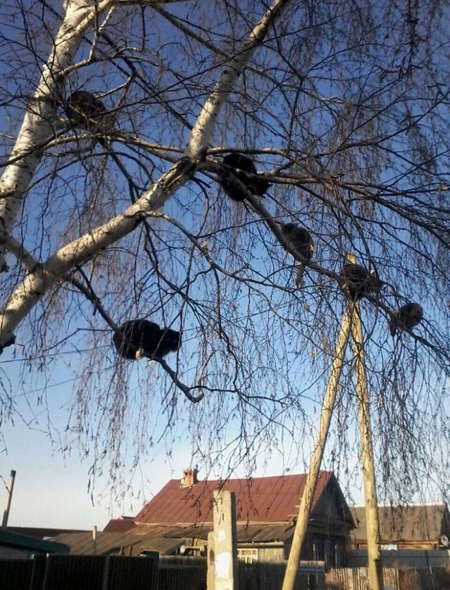 Ces oiseaux ressemblent étrangement à des chats ! By Ipnoze.com Chats-perches-dans-arbres-comme-oiseaux-14