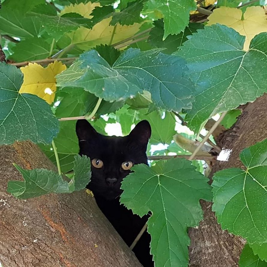 Ces oiseaux ressemblent étrangement à des chats ! By Ipnoze.com Chats-perches-dans-arbres-comme-oiseaux-15