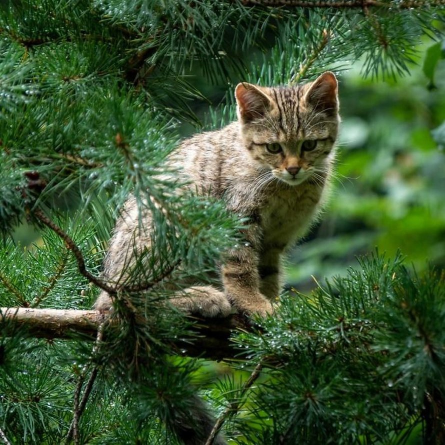 Ces oiseaux ressemblent étrangement à des chats ! By Ipnoze.com Chats-perches-dans-arbres-comme-oiseaux-16